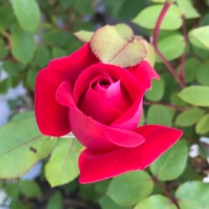 Meet your Posher, Priscilla